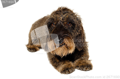 Image of Dachshund dog on white background