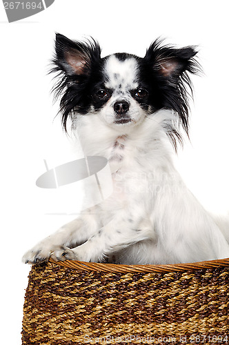 Image of Chihuahua isolated on white background
