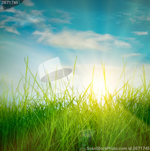 Image of Spring green grass