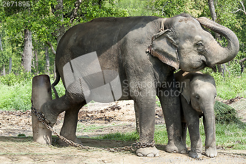 Image of Asian Elephants of Nepal