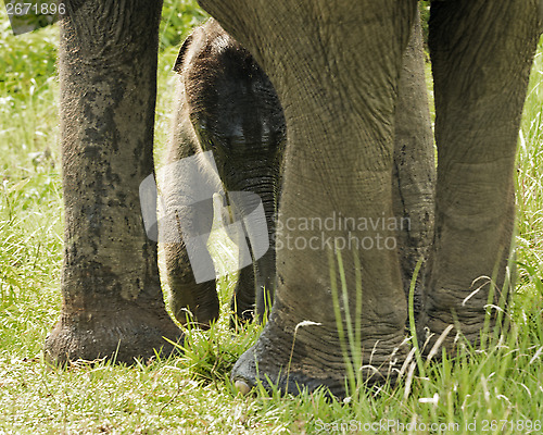 Image of Newborn Asian Elephant 