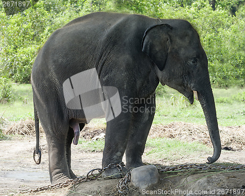 Image of Juvenile Asian Elephant 