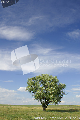 Image of Alone tree_vertical