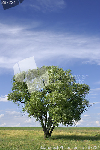 Image of Alone tree
