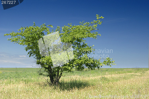 Image of Alone tree_