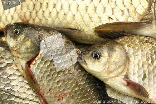 Image of Fish