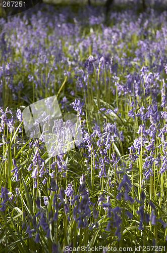 Image of Bluebells