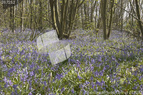Image of Bluebells