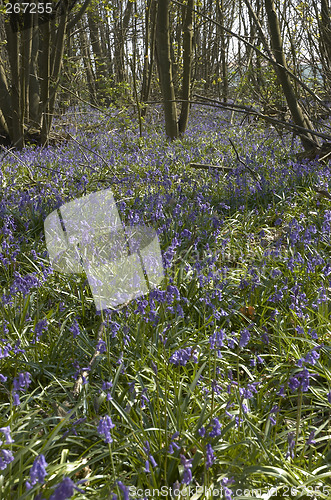 Image of Bluebells