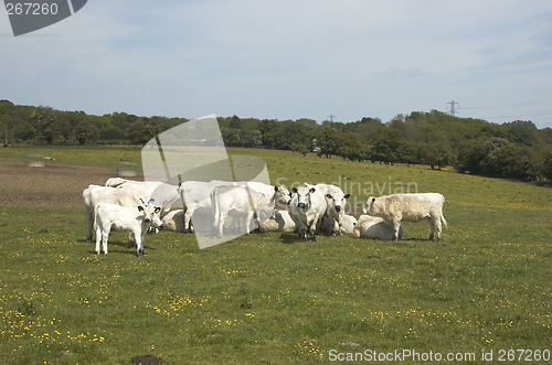 Image of Cows