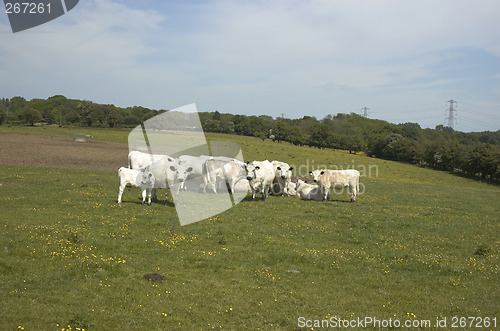 Image of Cows