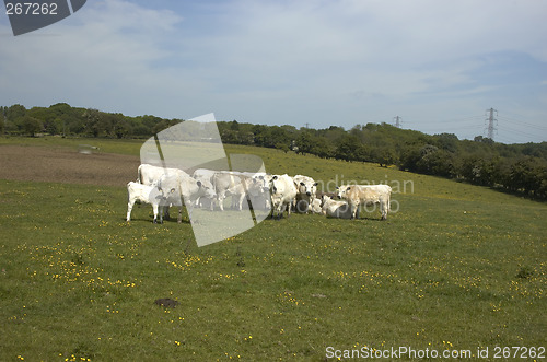 Image of Cows