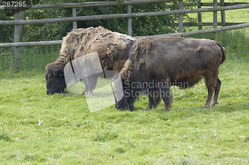 Image of Bison