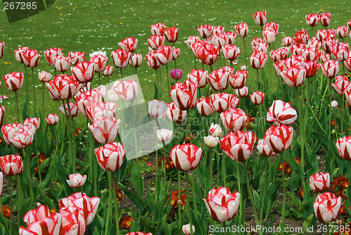 Image of striped tulips