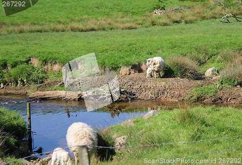 Image of sheep and lambs