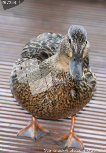 Image of duck board,