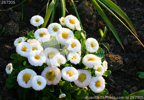 Image of bellis daisy