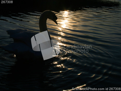 Image of swan in the dawn light