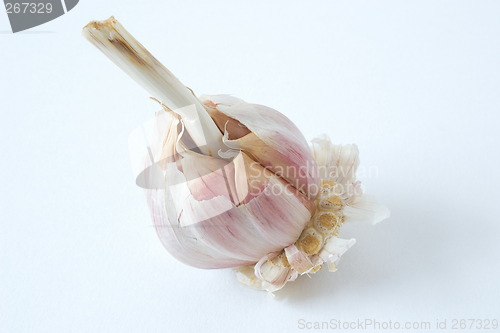 Image of garlic clove