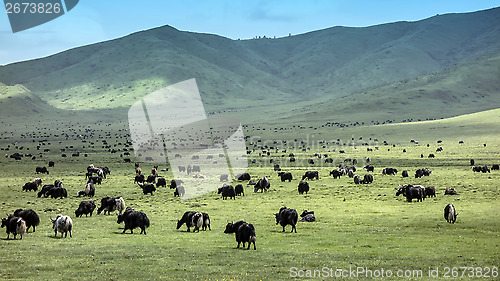 Image of Tibetan Yaks 