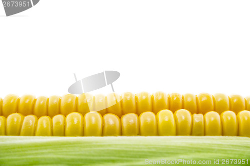 Image of Corn