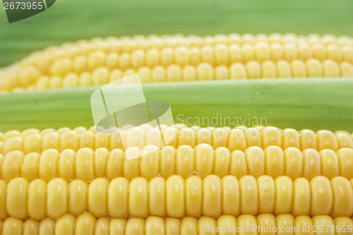 Image of Corn