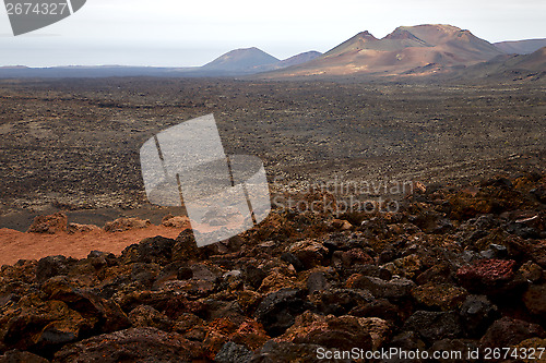 Image of bush timanfaya  in los volcanes volcanic  