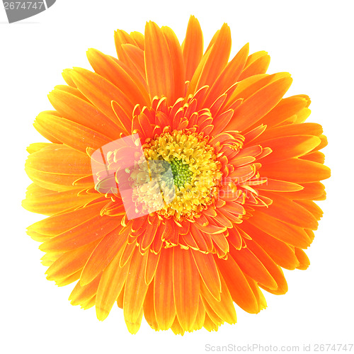 Image of Orange daisy