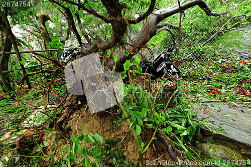 Image of Broken tree ruined by typhoon
