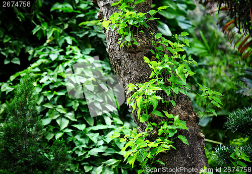 Image of Tree with green leaf