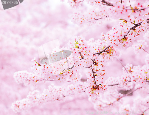 Image of Sakura tree