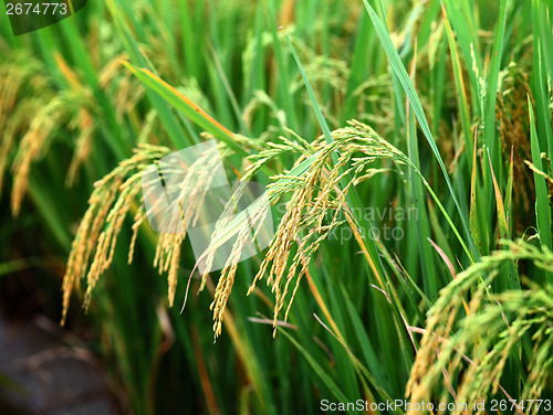 Image of Paddy rice