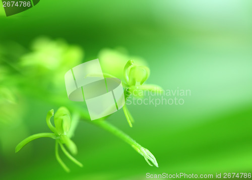 Image of Green plant focus
