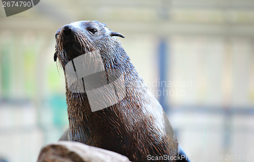 Image of Sea lion