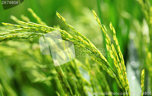 Image of Paddy rice plant