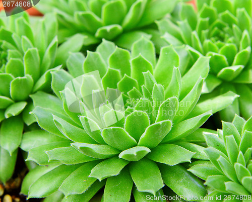 Image of Succulent plant