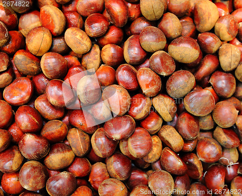 Image of Chestnut