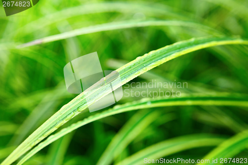 Image of Green leaf close up