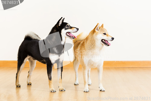 Image of Two shiba looking aside