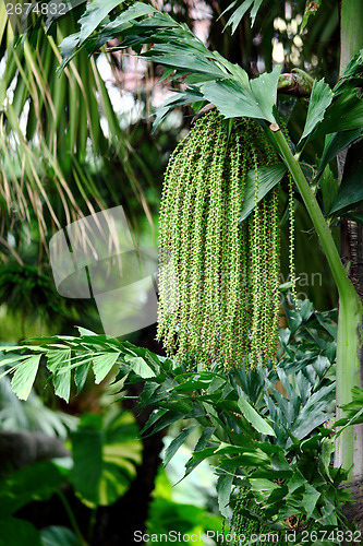 Image of Palm tree seed