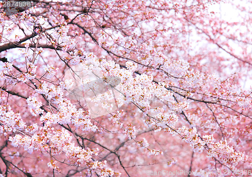 Image of Pink sakura tree