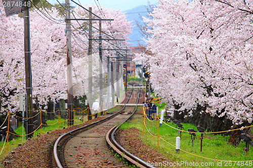 Image of Railway with sakura tree