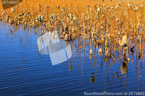 Image of Dead lotus pond