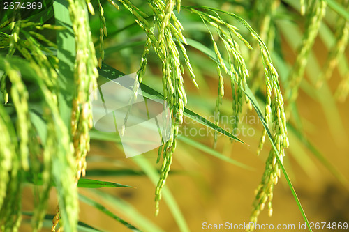 Image of Paddy rice plant