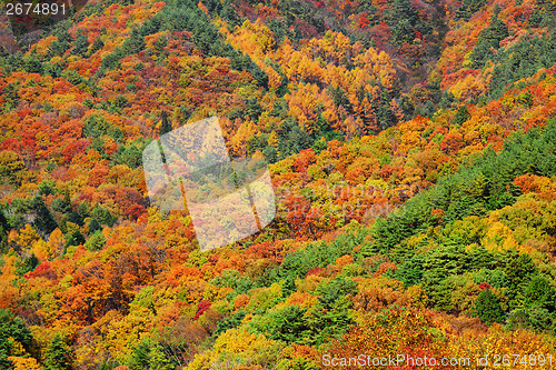 Image of Mountain forest in Autumn