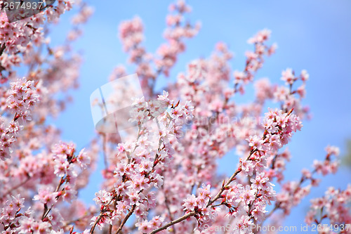 Image of Sakura and blue sky