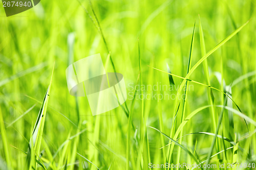Image of Green grass