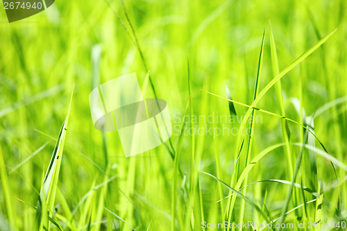 Image of Green grass