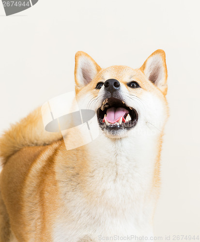 Image of Brown shiba looking up