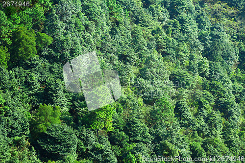 Image of Forest on moutain